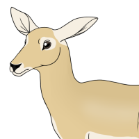 Thumbnail for ANI-4999: Blackbuck (F)