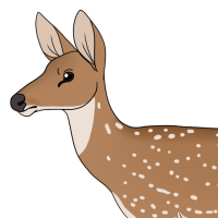 Thumbnail for ANI-5002: Chital (F)