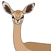 Thumbnail for ANI-5007: Gerenuk (F)