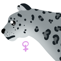 Thumbnail of ANI-5039: Snow Leopard (F)