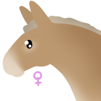 Thumbnail for ANI-5040: Domestic Horse Mule (F)