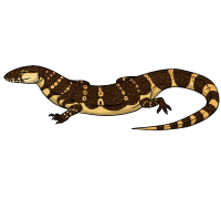 Thumbnail for ANI-5043: Nile Monitor (M)