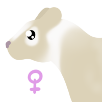 Thumbnail of ANI-5047: Leucistic Masked Palm Civet (F)