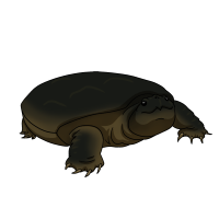 Thumbnail for ANI-5067: Shrimp (Chelydra serpentina)