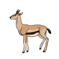 Thumbnail for ANI-5085: Thomson's Gazelle (F)