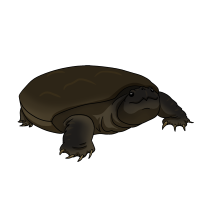 Thumbnail for ANI-5108: South American Snapping Turtle (Chelydra acutirostris)