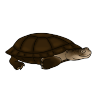 Thumbnail for ANI-5109: West African Mud Turtle (Pelusios castaneus)
