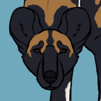 Thumbnail for ANI-5123: African Wild Dog (F)