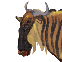 ANI-5135: Blue Wildebeest White-Bearded  (M)