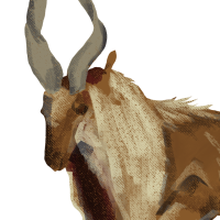 ANI-5154: Markhor (F)