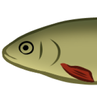 Thumbnail image for ANI-5201: Racovitza's Rudd (F)