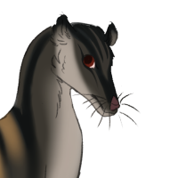 Thumbnail for ANI-5250: Banded Palm Civet (F)