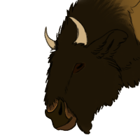 Thumbnail for ANI-5252: American Bison (F)