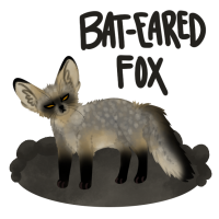 Thumbnail image for ANI-480: Ellie - Bat-Eared Fox (F)