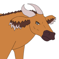 ANI-612: African Forest Buffalo (F)