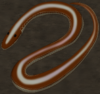 Thumbnail for ANI-675: Sunbeam Snake (M)