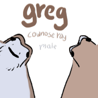 Thumbnail image for ANI-684: Greg the cownose ray (M)