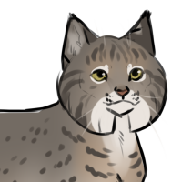 Thumbnail of ANI-708: Bobcat (F)