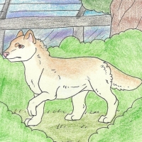 Thumbnail for ANI-776: Dire Wolf (M)
