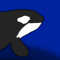 Thumbnail image for ANI-1045:  Killer Whale (F)