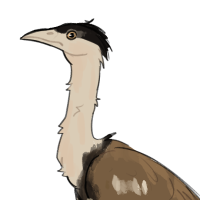 Thumbnail image for ANI-1268: Great Indian bustard (M)