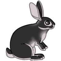Thumbnail for ANI-1314: Rex Rabbit (F)