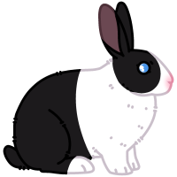 Thumbnail for ANI-1316: Domestic Rabbit Dutch  (M)
