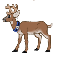 Thumbnail for ANI-1360: Ringo