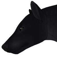 Thumbnail image for ANI-1250: Guinness