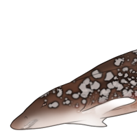 Thumbnail for ANI-1659: Zebra Shark (M)