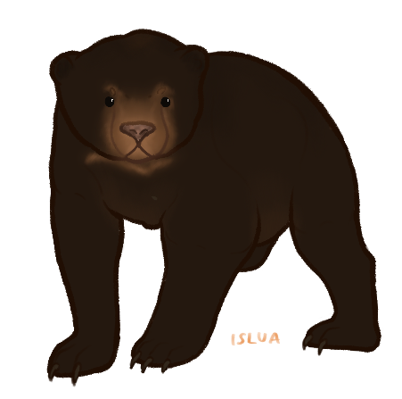 Thumbnail image for ANI-1691: Chocolate Sun Bear (M)